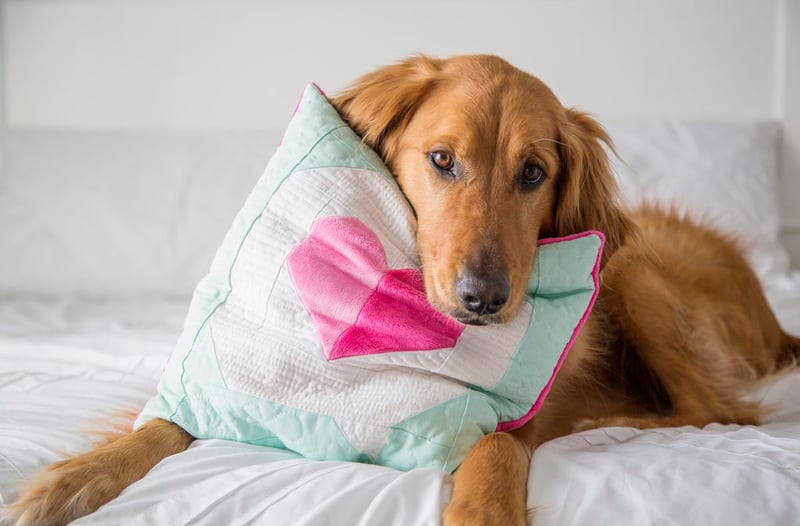 I Heart You Quilt Block in Cuddle with Oscar on bed - he loves his new pillow