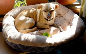 Cozy Cuddle Dog Bed Camel and Ash 