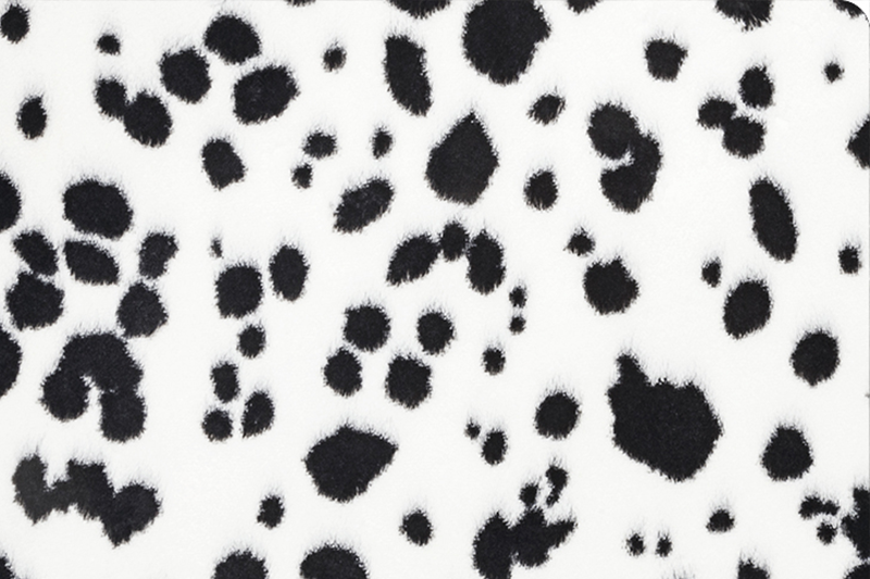 dalmatian