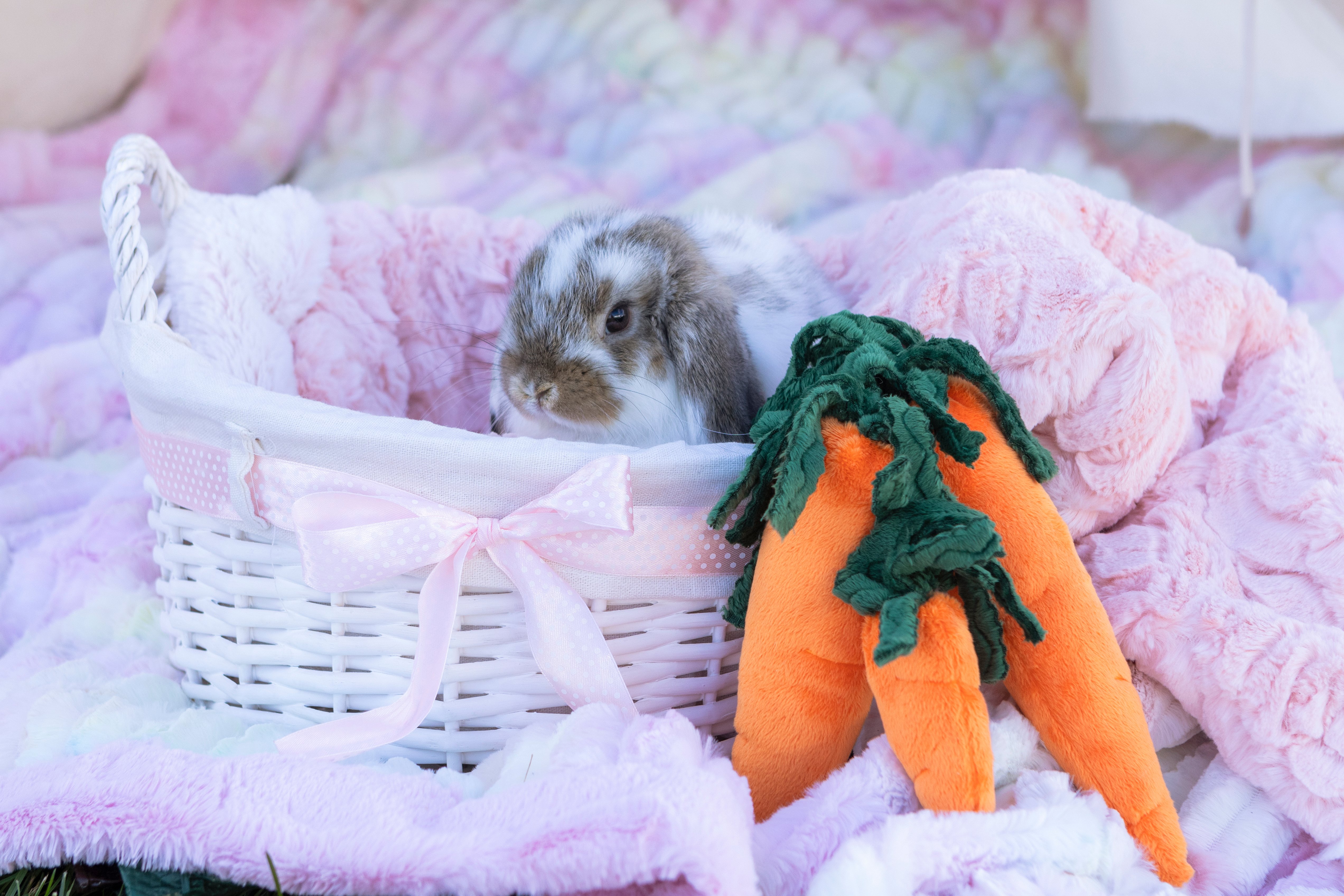 real bunny in basket 1